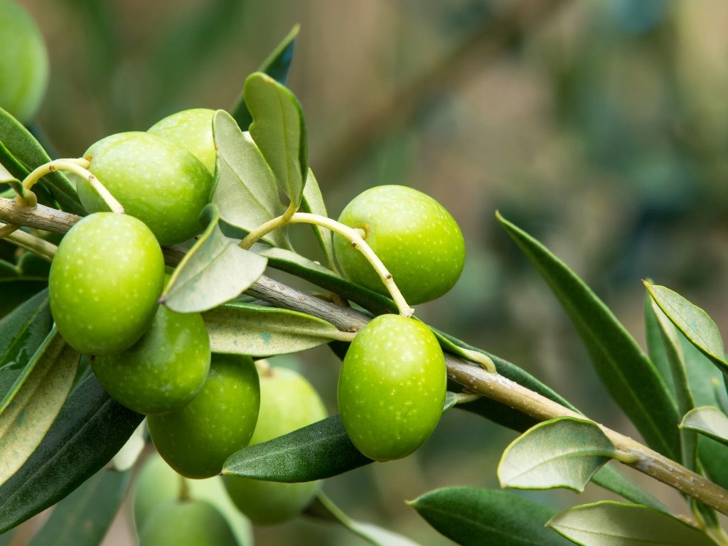 מסיק זיתים