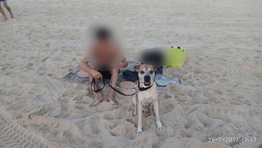 הכלב שעל פי החשד נשך אדם בחוף