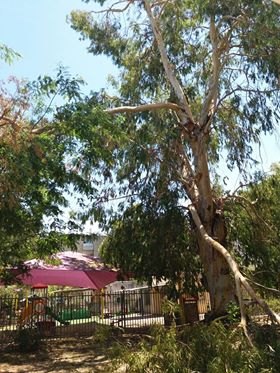 העץ שנמצא בסמוך לגן ילדים
