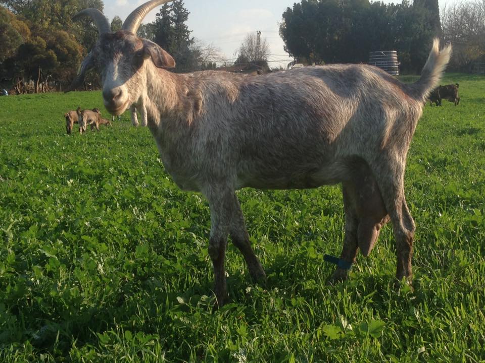 עיזה פזיזה משק צבן