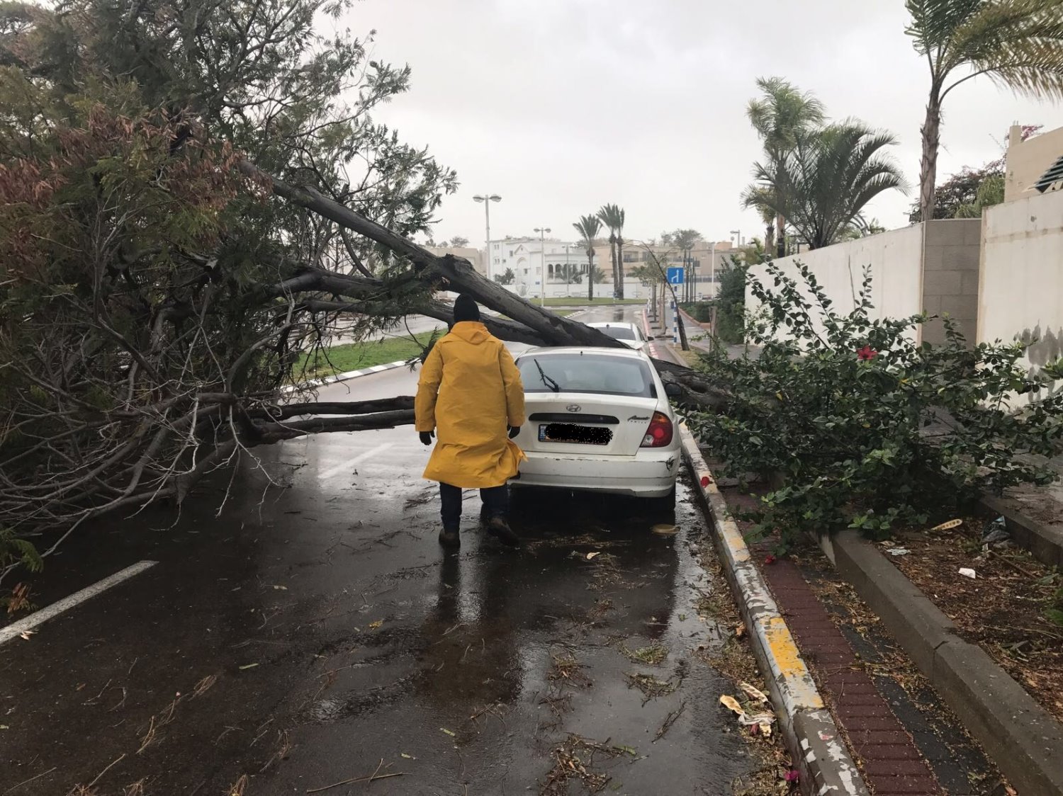 קריסת עץ בט"ו