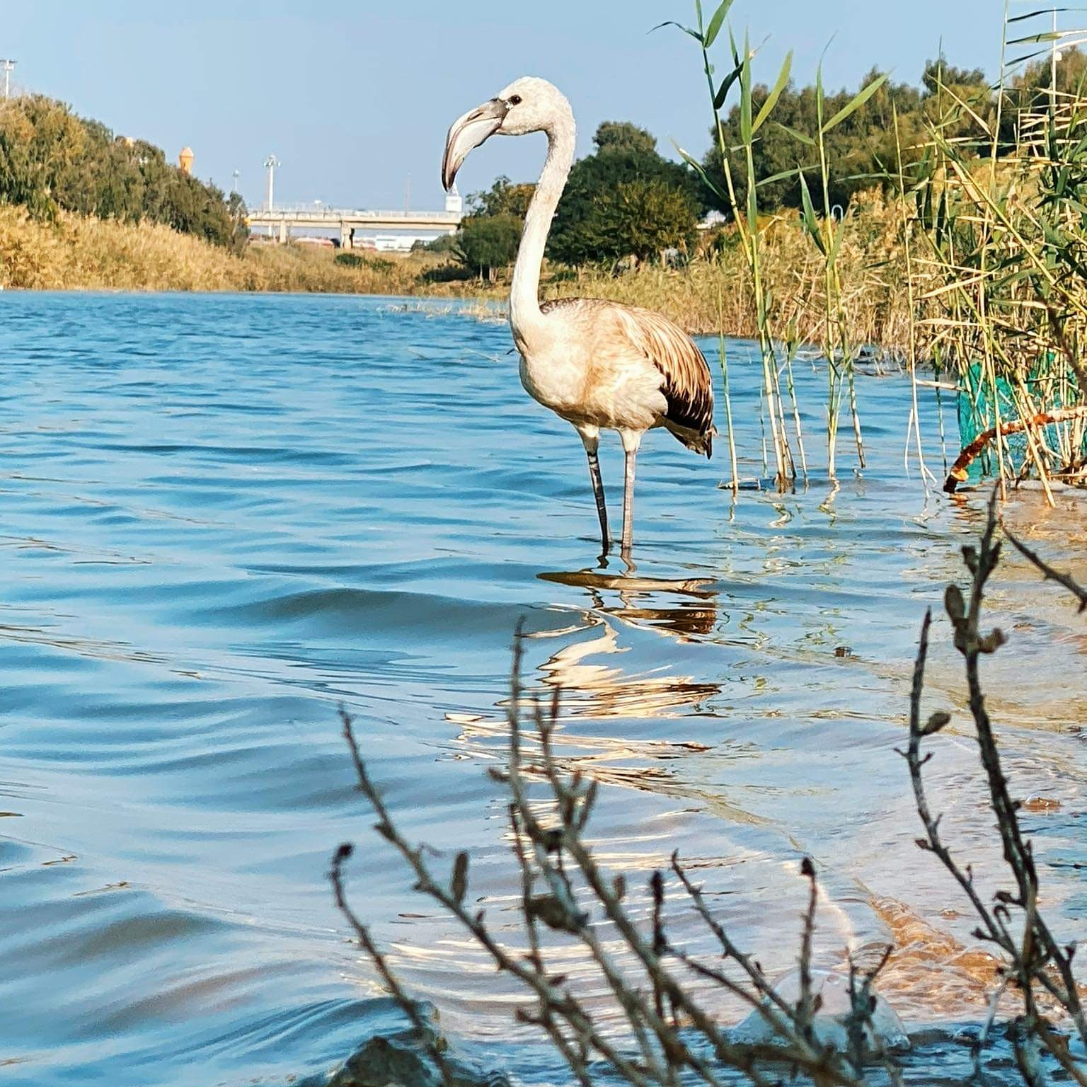 צילום קובי רפאלי