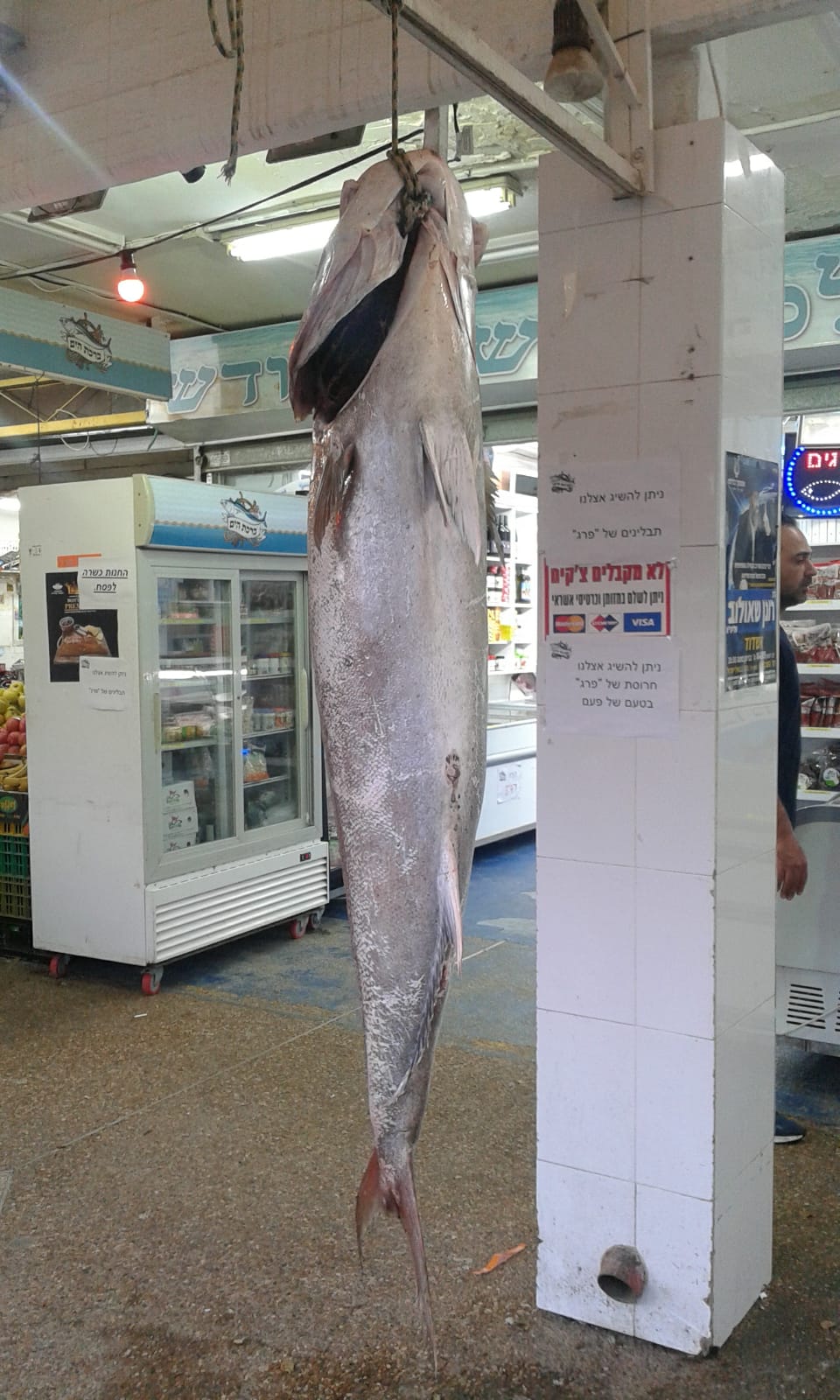 דג האינטיאס הענק מחוץ לחנות