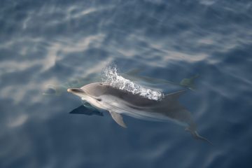 דולפין הסטנלה המפוספסת. צילום מתוך אתר עמותת מחמל"י