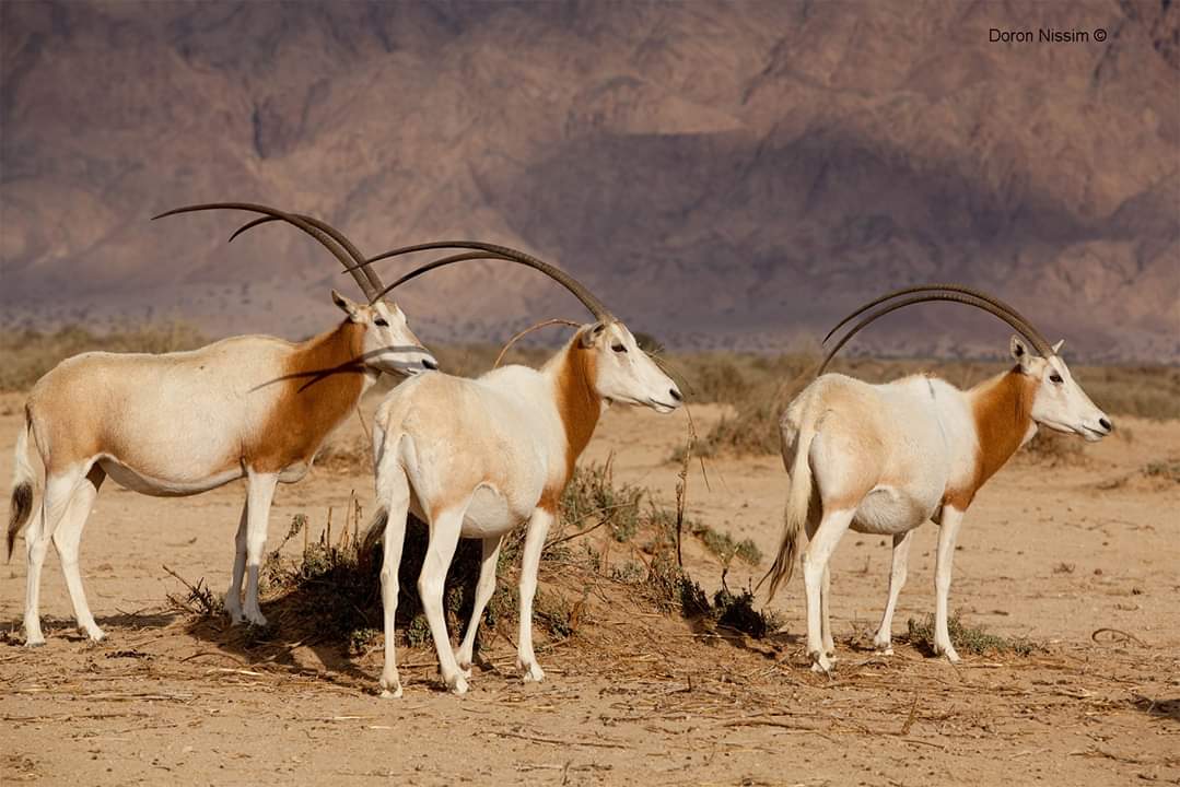 ראמים בחי בר יטבתה צילום דורון ניסים