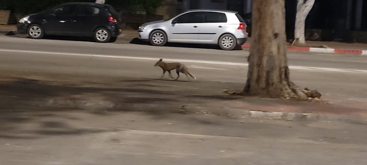 משוטט בחופשיות ברובע ו'