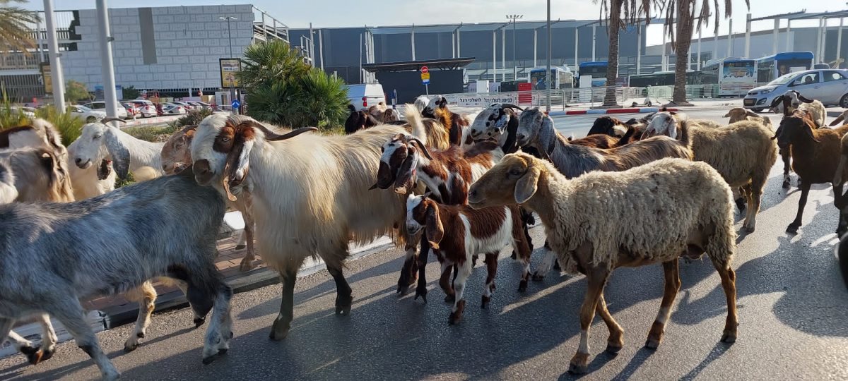 צילום: יאיר הרוש