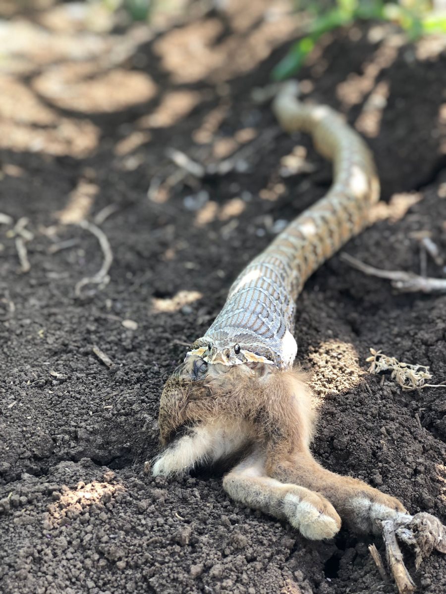 צילום: רשות הטבע והגנים