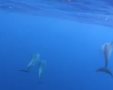 דולפינים בשמורה