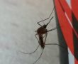 איגוד ערים לאיכות הסביבה באשדוד: "מפגע יתושים חמור שטרם חווינו באזור אשדוד"