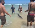 גור הדולפין שנסחף לחוף. צילום: מתנדבות מחמל"י