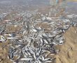 נזק אקולוגי חמור בנחל לכיש - אלפי דגים מתים צפים בנחל (תמונות ווידאו)