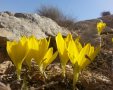 פריחת החלמוניות בשמורת טבע חלמונית רכס בוקר - גל ביסמוט רשות הטבע והגנים