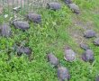  20 צבים ניצלו בזכות תושיית עובדי אגף החופים