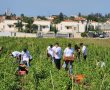 מאות עובדי אדמה אגן התגייסו לסייע לחקלאים להציל את היבולים